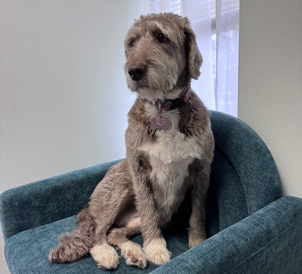 Lily sitting on a teal chair in the therapy office