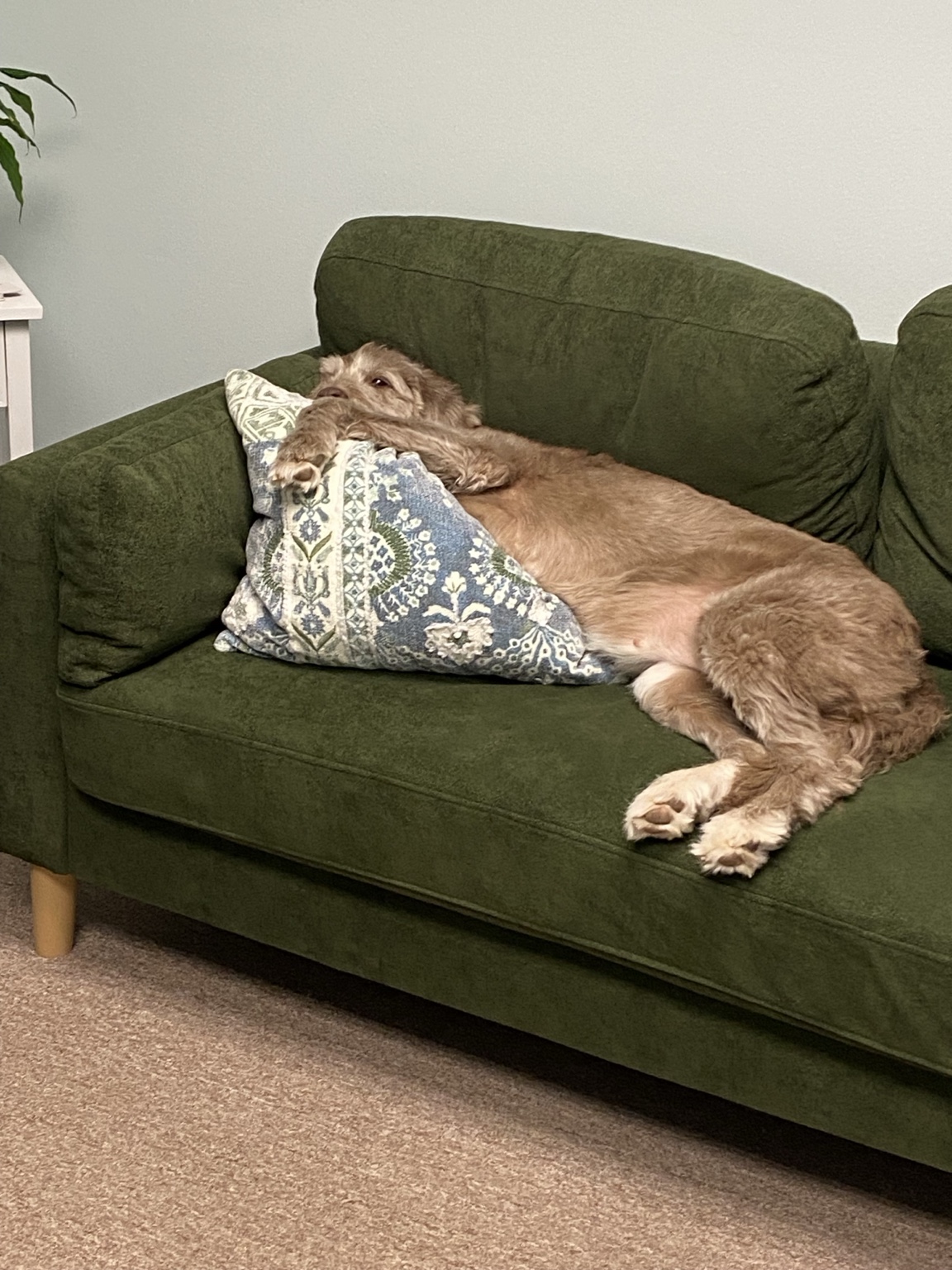 Lily, a light brown Labradoodle, napping against a patterned pillow on a green sofa