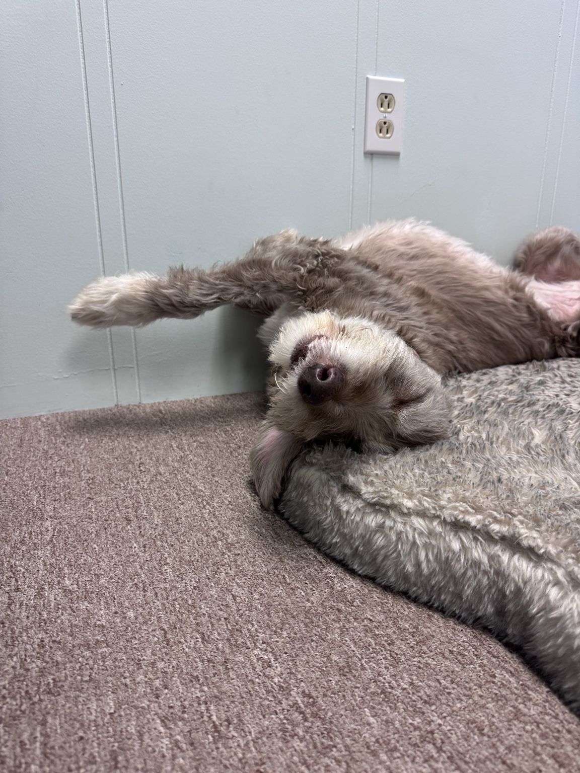 Lily rolled on her back, napping on a fluffy dog bed