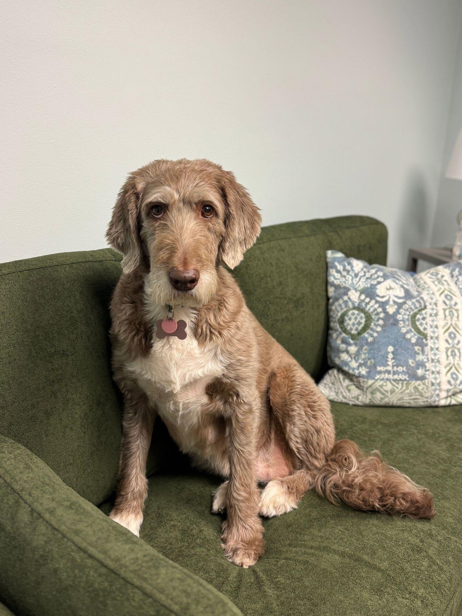 Lily, a light brown Labradoodle, sitting on a green sofa in the therapy office